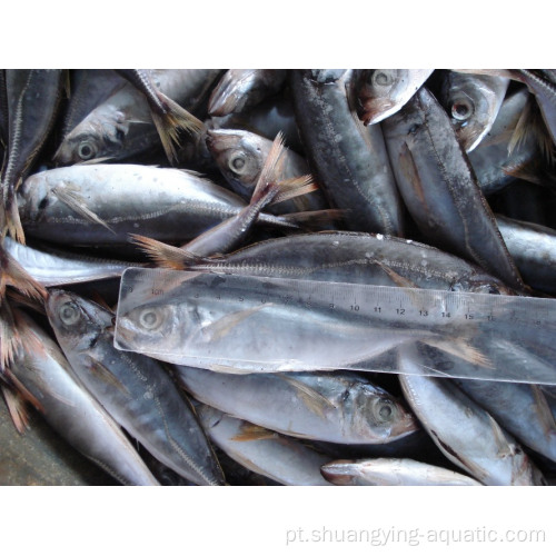 Horse Mackerel Landfrozen Trachurus japonicus 16-20cm